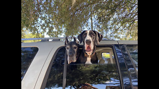 Excited Great Danes Go On Car Ride To Scooby Swimming School