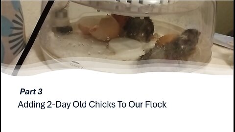 Adding 2 Day Old Chicks To Our Flock, Part 3