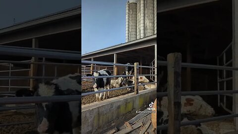 Talking to Cows in Amish Country