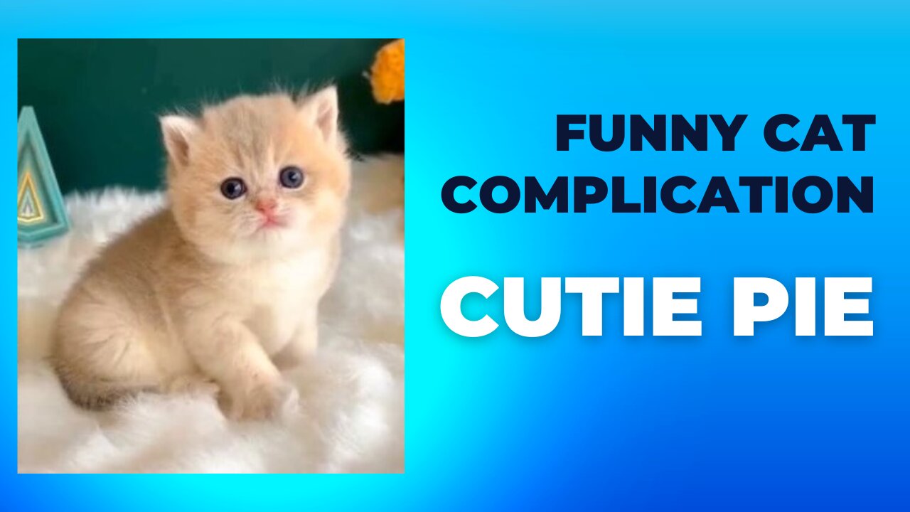 Funny Kitty Cat Complication 2022 | Funny Cat Meow Moments #1