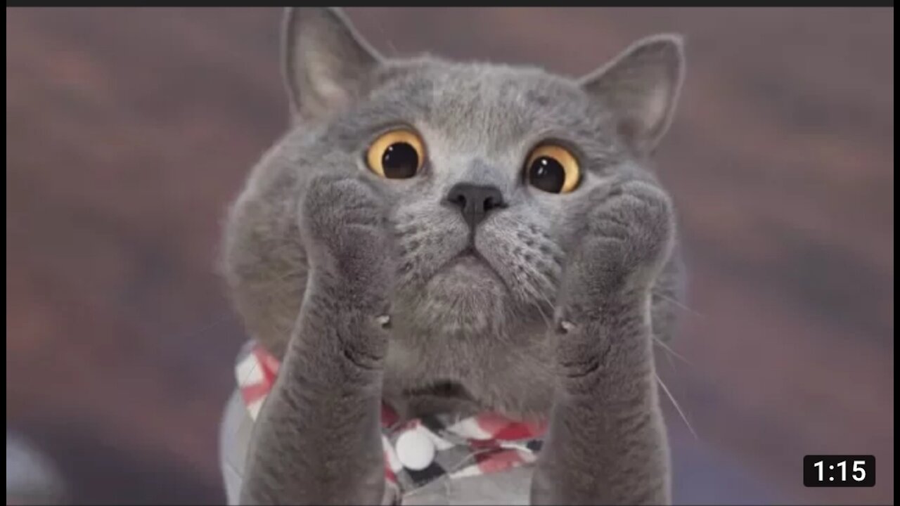 Trick or Treat : Arron animal