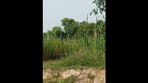 Green parrots🦜 in fields