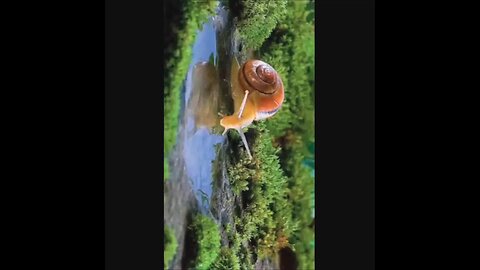 @Shorts Amazing funny and uniques pet videos @Short 9_Full-HD
