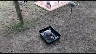 SOUTH AFRICA - Durban - The progress of the rescued flamingo chicks (Video) (BwT)