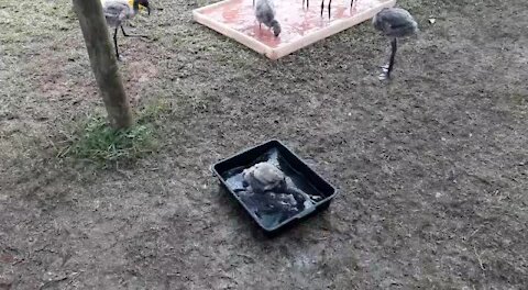 SOUTH AFRICA - Durban - The progress of the rescued flamingo chicks (Video) (BwT)
