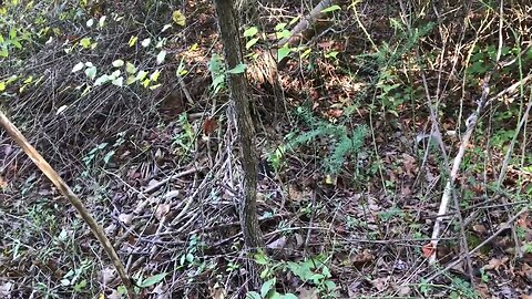 Can this weedy area be saved? #permaculture