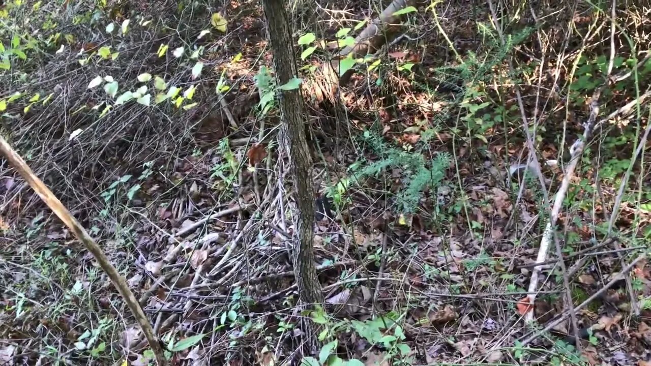 Can this weedy area be saved? #permaculture
