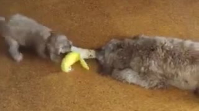 Puppy wins tug-of-war match against much larger dog