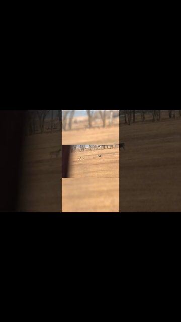 Awesome Nebraska rut activity! #shorts #deer #deerhunting #ruthunt