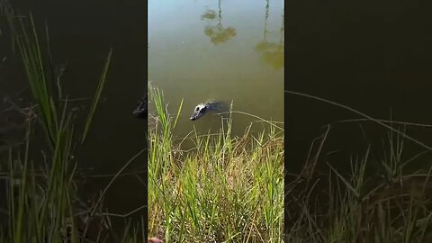 Don’t get close to the WATER 🐊