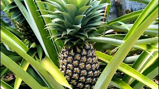 FRUIT: Growing Pineapples in the backyard