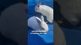 Look how BIG these baby bunnies are now #soadorable #animals #shorts