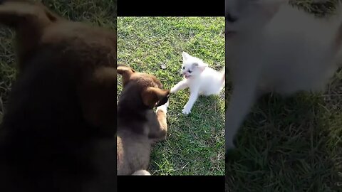 Собачка и Очень дерзкий котенка