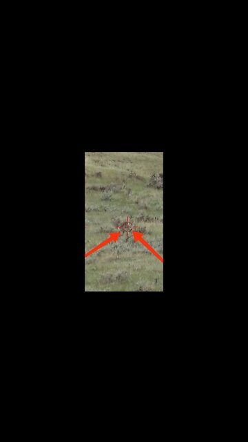 Hunting Coyotes #shorts #dogs #animals #hunter #051