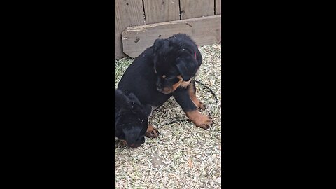 🔥🔥🔥Zagie-Doneyuno 🔥🔥🔥