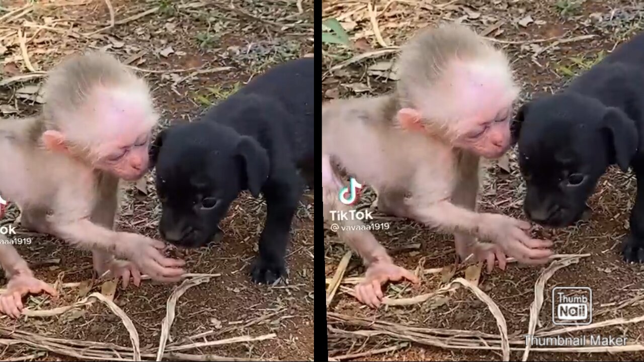 The real friend is the monkey and the dog