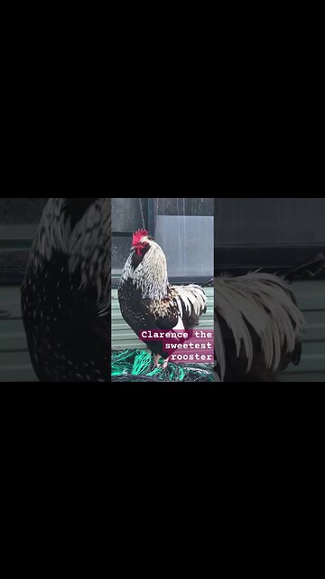 Clarence the lovely rooster ❤️