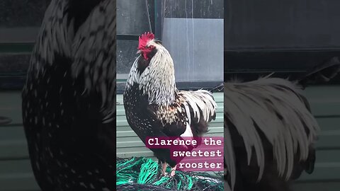 Clarence the lovely rooster ❤️