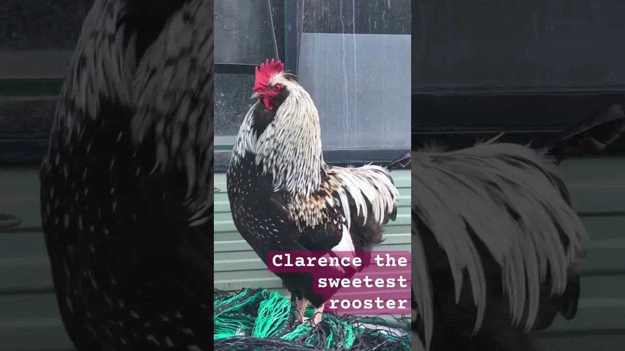 Clarence the lovely rooster ❤️