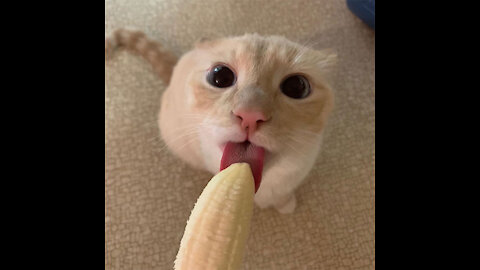 Funny cats - the cat eats bananas in a very special way