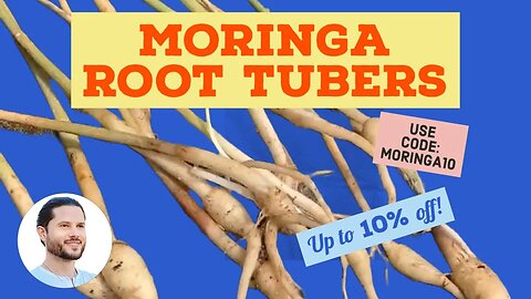 Moringa Tree Root Tubers 4 Months Old From Seed Now Shipping