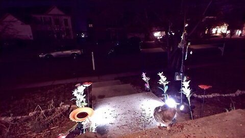 Nighttime Porch Cam 🌲