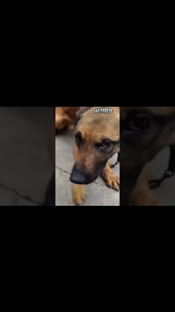 Smart Dogs And Cute Cats 🐈 😻 #dog #cat #animals