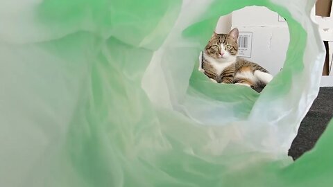 The Cat in the Cat Tunnel
