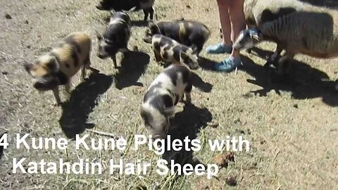 Kune Kune Piglets