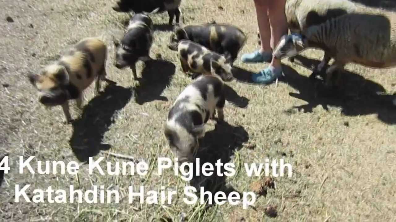 Kune Kune Piglets