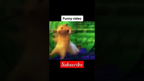 Animal playing funny|funny animal videos|funny animals|#shorts|puppy fight vedio,animals behavior|