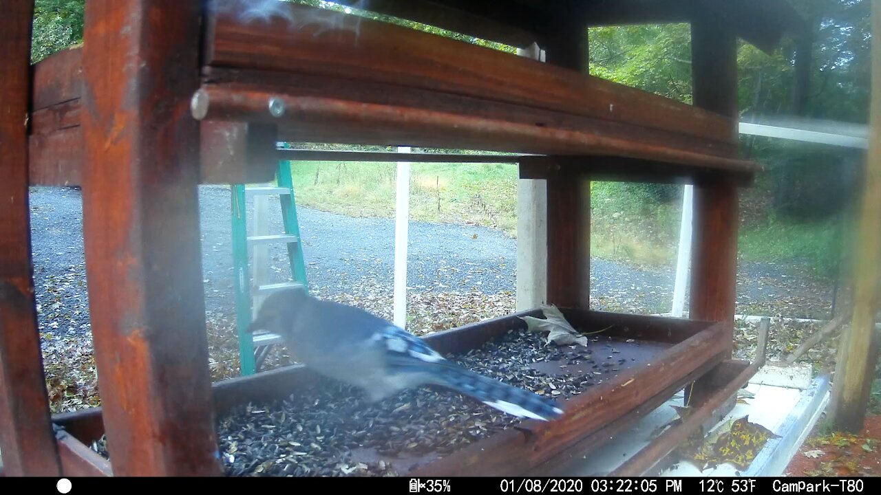 Blue Jays making funny noises