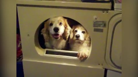 Two Dogs Hiding In A Dryer