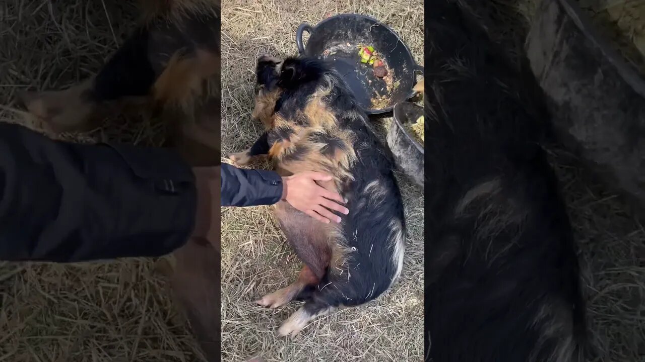 Carter loves all the belly rubs😁 #fy #fyp #farmlife #farmanimals #kunekune