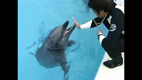 Dolphin Gets Artificial Fin 