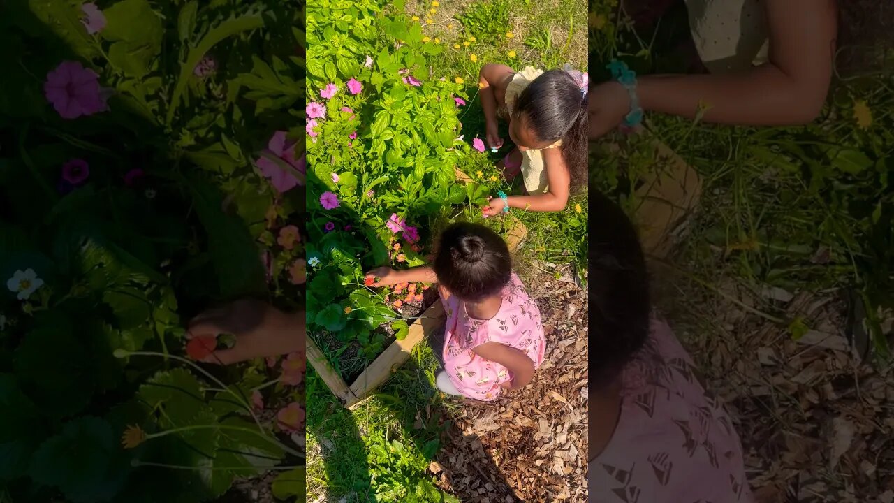 HAPPY SATURDAY🌻 #homestead #garden #freshfood #toddlers #happy #home #farmlife #strawberry