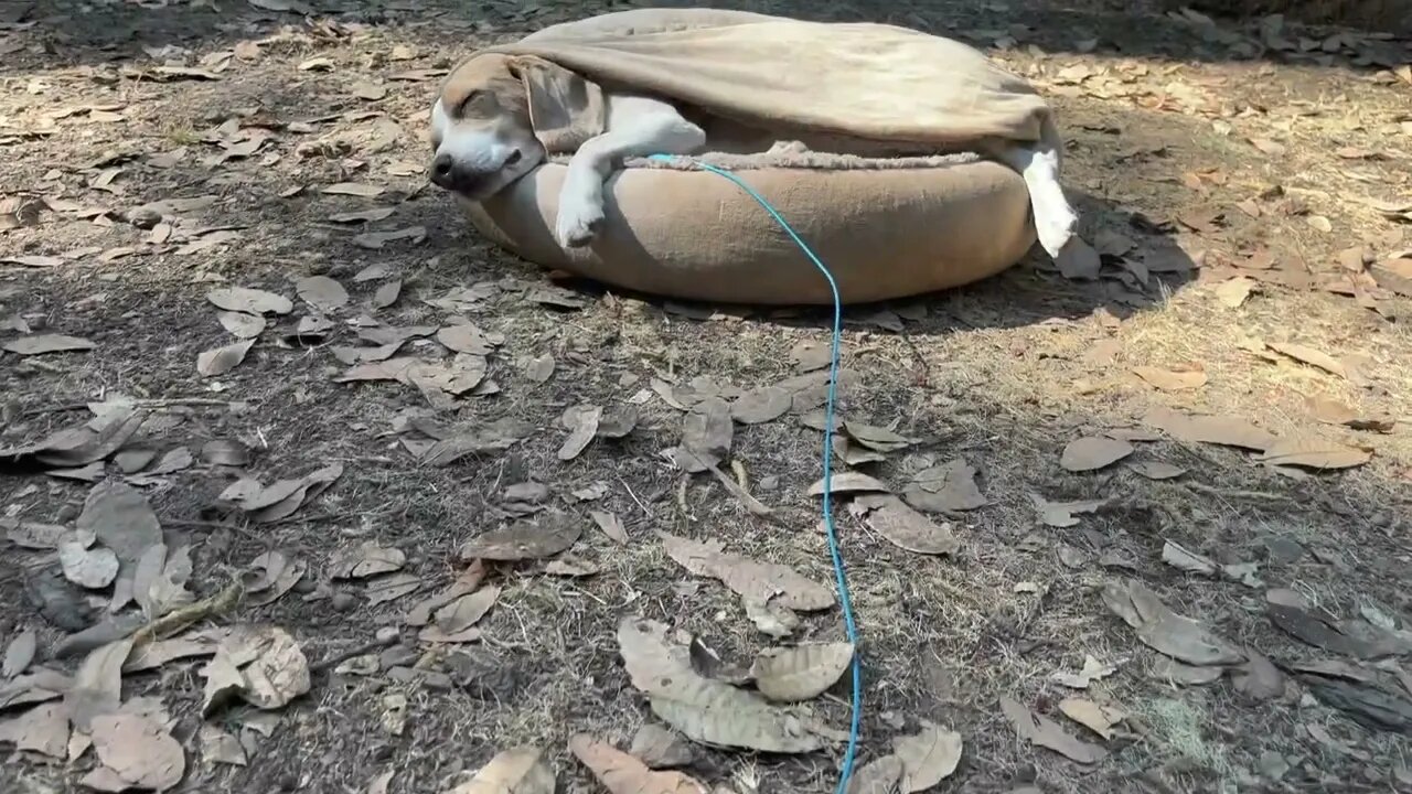 "Beacon and the Scary Stump"