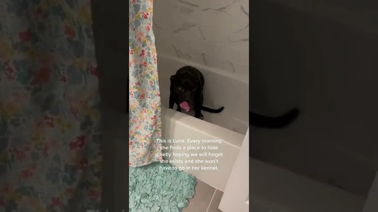 Luna Loves To Hide tiktok brittanygrace16