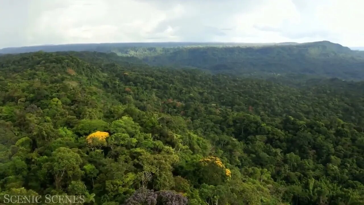 The world's largest tropical rainforest 20