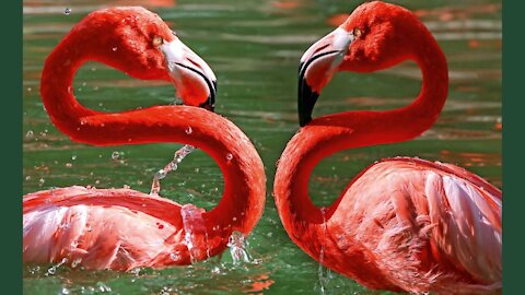 The Flamingo Dance