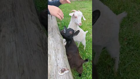 Little black goat is trying to eat my bracelet