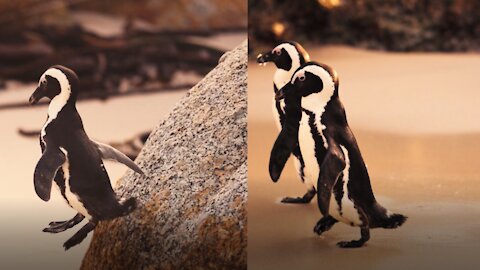 Two Penguin Walking on Beach