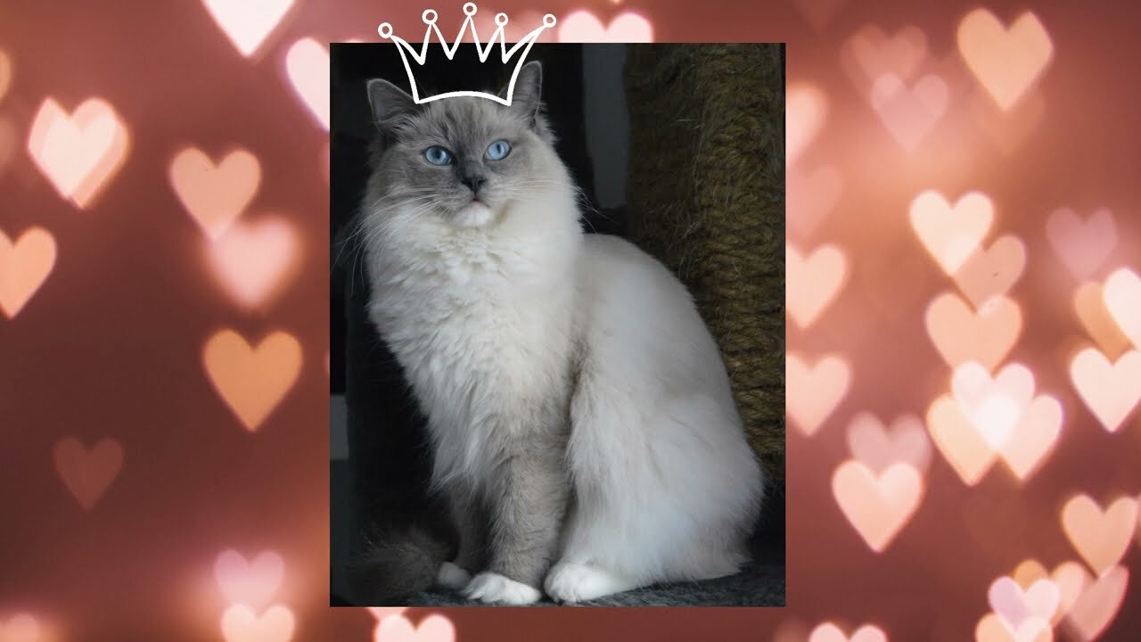 Apresento: Ragdoll - O gato majestoso!