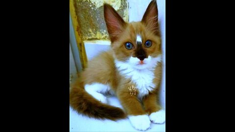 Baby Cats - Cute and Funny Cat Videos 🐱