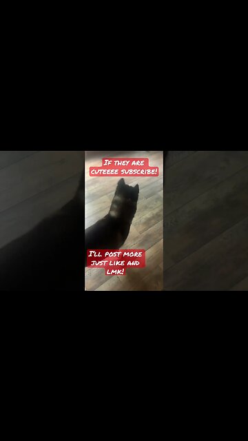 Subscribe and like for more huskie content