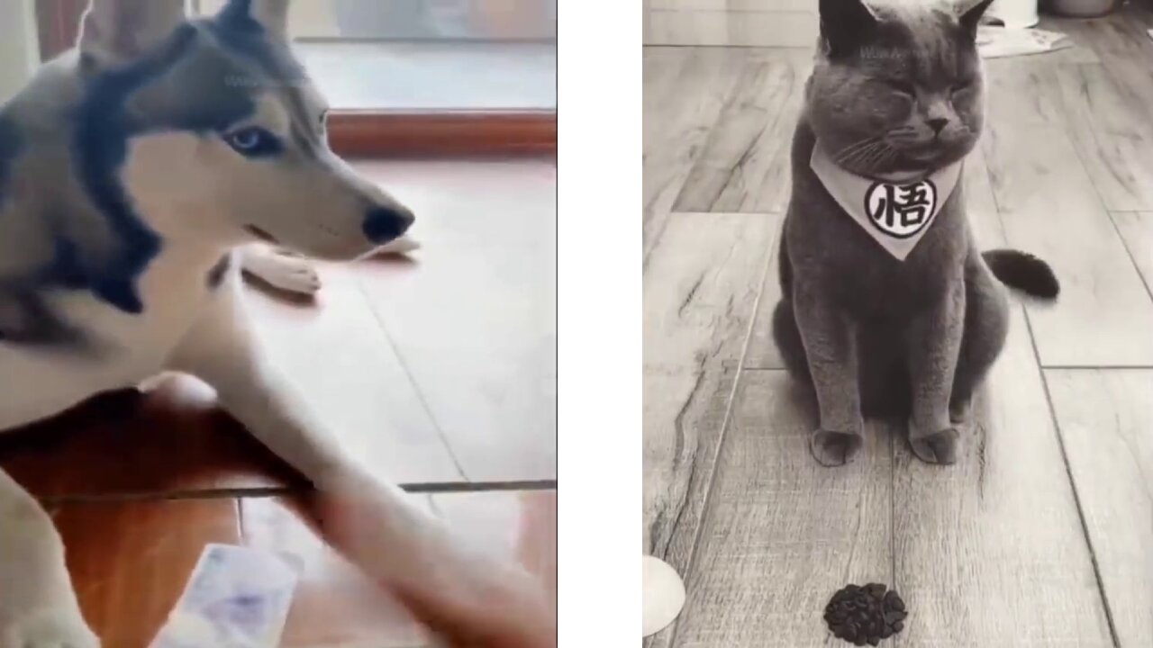 Best of Animal video!