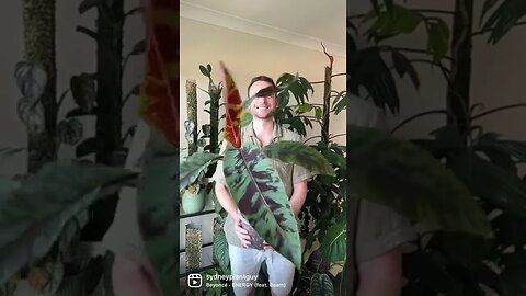 Musa acuminata zebrina 🍌
