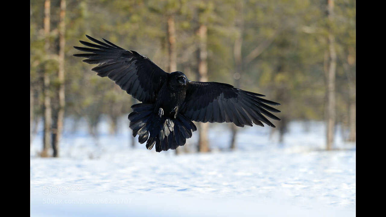 The RH Negative Blood Type: Bird Bloodline