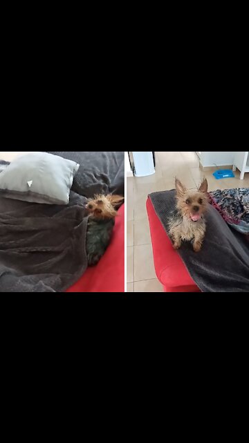 Yorkie Puppy Has The Craziest Case Of Zoomies