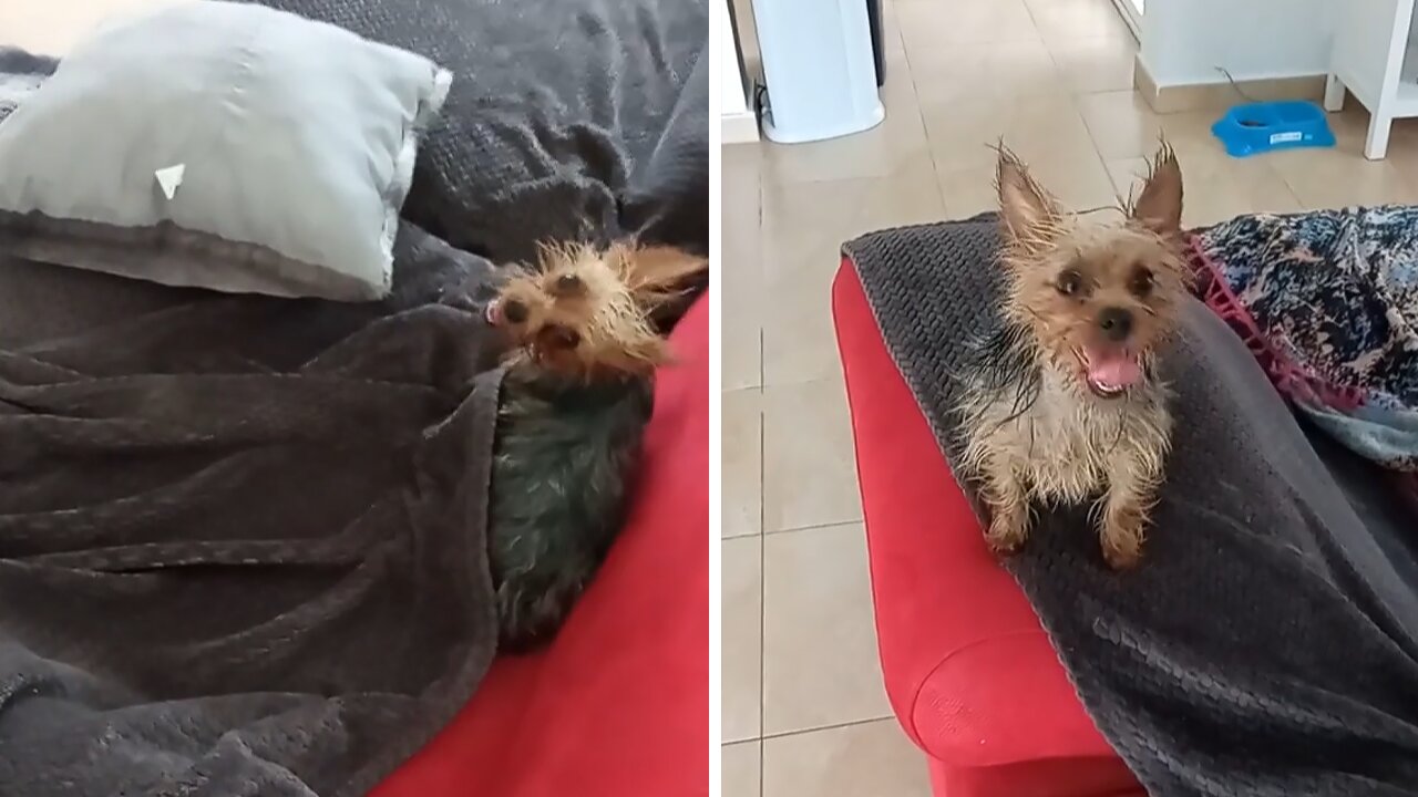 Yorkie Puppy Has The Craziest Case Of Zoomies